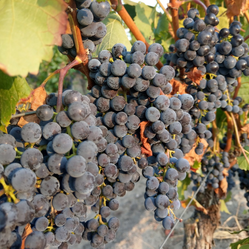 Merlot-Trauben im Weingut Kronenhof