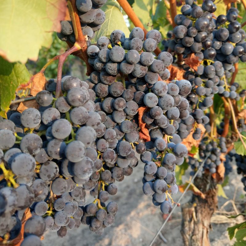 Cabertintrauben im Weinberg